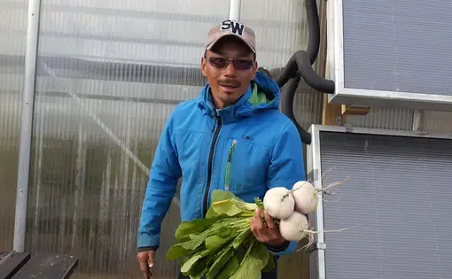 Efa Poulsen grows turnips, potatoes and other vegetables on the Upernaviarsuk farm in southern Greenland. Image by Eli Kintisch. Greeland 2016.