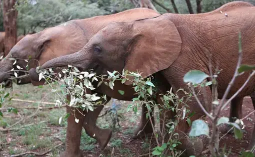 Elephants in Nairobi's National Park. Image by Janelle Richards. Kenya, 2017.