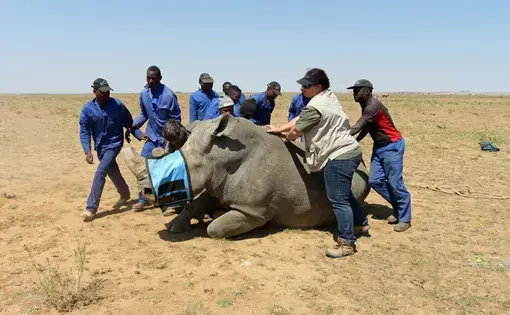 Workers at John Hume's rhino ranch prepare to remove the horn of a rhino. Image by Rachel Nuwer. South Africa, 2016.