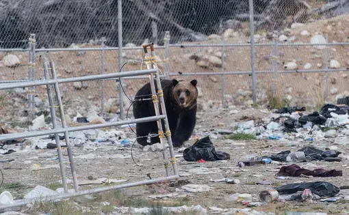 Image by Jimmy Thomson. Canada, 2020.