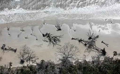 A ghost forest, caused by encroaching salt water, Edisto Island, South Carolina. Image by Alex MacLean. United States, 2018.