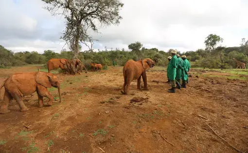 Keepers and elephants at the David Sheldrick Wildlife Trust elephant nursery. Image by Janelle Richards . Kenya, 2017.