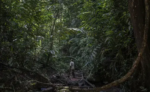 Johan Tahun pauses to search the canopy as he follows a plastic water pipe up the Tonduk River to the water source for the Batek. Although all the surrounding forest has been logged, this narrow corridor was left untouched by loggers. The problem is that a manganese mine opened in 2016 at the top of this watershed. The Batek believe that when it rains heavily, which is common in this rainforest, toxic waste from the mine wash into this ravine and contaminate their water—and they believe that mine…