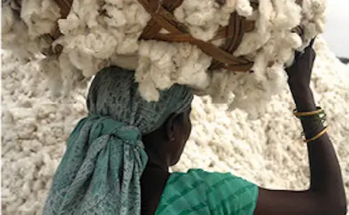 Much of India's cotton farmers use GMO seeds. The Chetna cooperative is changing that by reintroducing organic cotton to the subcontinent.