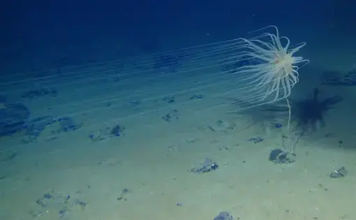 This huge species of cnidarian in the genus Relicanthus with 8-foot long tentacles has attached itself to a dead sponge stalk on a polymetallic nodule in the CCZ. Image by Diva Amon and Craig Smith.