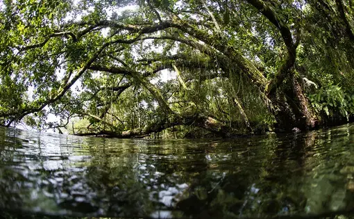 A lush rainforest on a remote island in the Solomon Islands overhangs coastal water. Image by Ethan Daniels / Shutterstock. Solomon Islands, 2019.&nbsp;