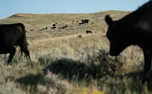 Conni and Craig French own C Lazy J Ranch in northeastern Montana. Conni is concerned about the American Prairie Reserve buying up ranchland to turn it into a wildlife sanctuary. Image by Claire Harbage / NPR. United States, 2019.