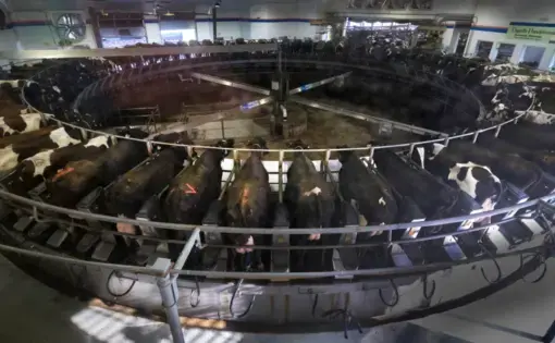 Dairy cows. Image by Mark Hoffman. United States, 2019.