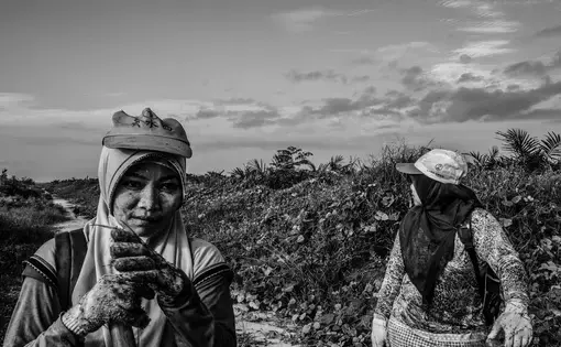 Palm oil workers earn very little - about 2.5 million rupiahs (US$173) per month - from this dangerous job and their health suffers from the environmental impact of the industry. Image by Xyza Cruz Bacani. Indonesia, 2018.