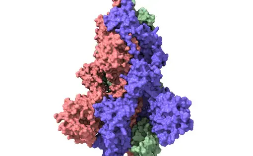 For a potential COVID-19 vaccine, the spike protein (structural model pictured) of the pandemic coronavirus was stabilized by a bit of an HIV protein. Image by&nbsp;Volodymyr Dvornyk / Shutterstock.
