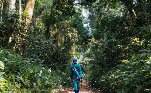If Afrormosia goes extinct, it could threaten the forest’s resilience and stability, increasing greenhouse gas emissions and unleashing more chaotic weather on Africa and the rest of the world. It’s in everyone’s interest to protect these trees. Image by Sarah Waiswa. Democratic Republic of Congo, 2019.