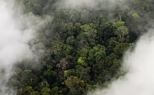 Amazon rainforest as seen from above. Image by Vox. Brazil, 2019. 