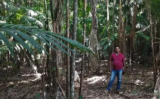 “A lot of people were structured because of Bolsa Verde,” says Ladilson Amaral, resident of the Eixo Forte settlement in Santarém, amid the açaí tree. Image by Maurício Angelo. Brazil, 2019.