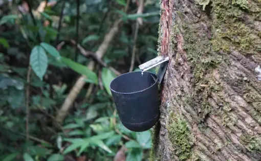 An example of a tapped rubber tree. Image by Esha Chhabra. Brazil, 2019.