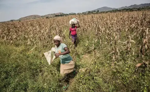 Farmers Cynthia Thomas, 15, and Rebecca Sylvanos, 31, carry bags of maize to their car in Barkin Ladi on Oct. 24. Image by Jane Hahn. Nigeria, 2018.