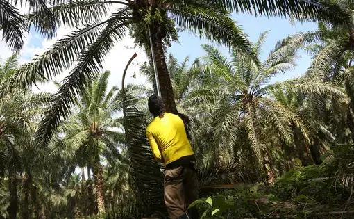 Image by Gabe Silverman. Colombia, 2014. Media file: colombiapulitzersplash.jpg