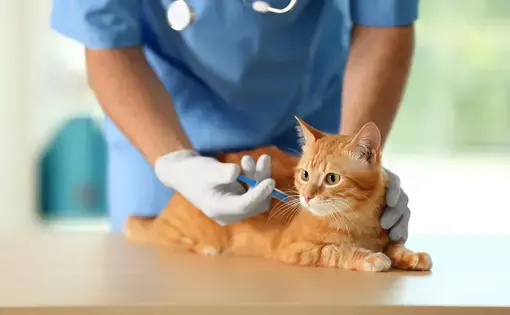 Veterinarian vaccinating a cat at a vet clinic. Image by Africa Studio / Shutterstock.