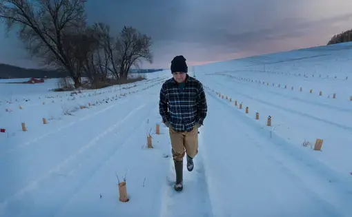 In about four years, Paul Jereczek hopes to be harvesting hazelnuts from the 1,000 bushes he planted on his family's farm in the Trempealeau County village of Dodge. Image by Mark Hoffman. United States, 2019.