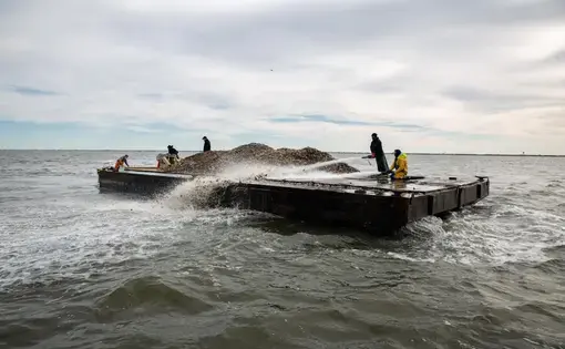 The oysters bought back—about 50 tons worth—were brought by barge to a designated restoration reef in Tuckerton Bay. Image by Susan Allen/Supporting Oyster Aquaculture and Restoration (SOAR). United States, 2020.
