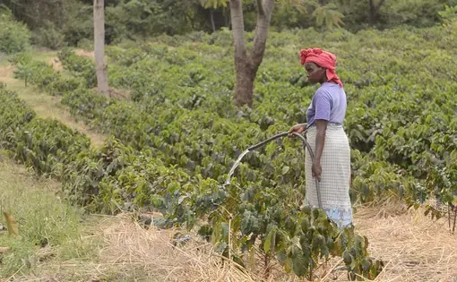 Irrigation helps some farmers cope, but in the long term will not save them.