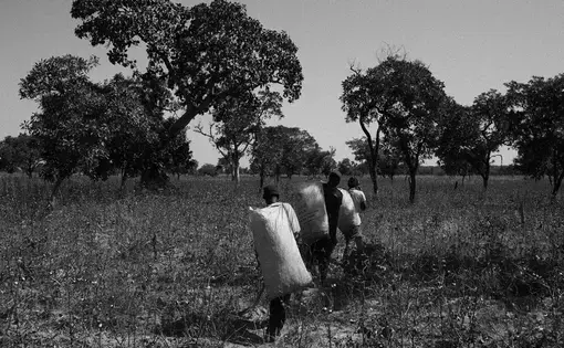 Carrying cotton to the collection point in Diongolo, Burkina Faso. Image by Jošt Franko. Burkina Faso, 2016