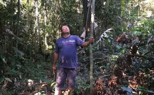 Luis Vergara examines a new abarco tree he has planted on his land in Colombia. He hopes to make a living from selling sustainable hardwood. Image by Lisa Palmer. Colombia, 2017.