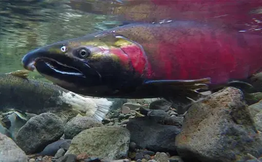 Coho spawning on the Salmon River in Oregon. Image courtesy of the Oregon Bureau of Land Management. United States.