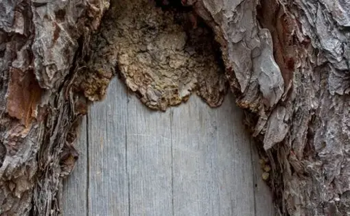 A Sámi bark peeling scar from 1821. Image by Amy Martin. Sweden, 2018.