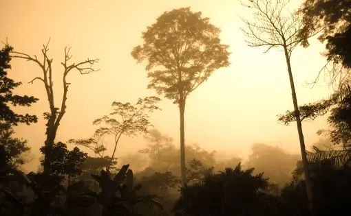 Congo Basin Rainforest. Image by Corinne Staley / CC BY. Democratic Republic of the Congo, 2008.
