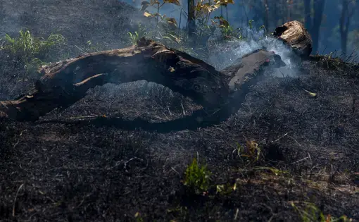 Pocone, Mato Grosso, Brazil: Flames raises from a trunk in a farm at Pocone village. Image by Antonio Scorza / Shutterstock. Brazil, 2020.