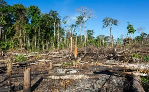 Amazon rainforest burning under smoke in sunny day in Acre, Brazil near the border with Bolivia. Image by Shutterstock. Brazil, date unknown.