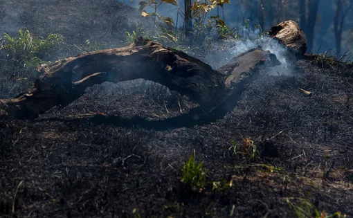 Flames raises from a trunk in a farm at Pocone village, 104 km from Cuiaba in Mato Grosso, due the dry weather season. Image by Antonio Scorza/Shutterstock. Brazil, 2020.
