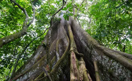 Worm's eye view of buttress roots in the rain forest in Cameroon.