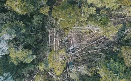 Illegal logging in East Kalimantan