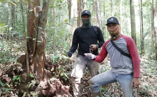 Durian kura-kura (Durio testudinarius) adalah salah satu tumbuhan yang ada di kawasan KHDTK. Tumbuhan jenis ini masuk dalam kategori Vulnerable (VU) atau empat langkah menuju kepunahan.