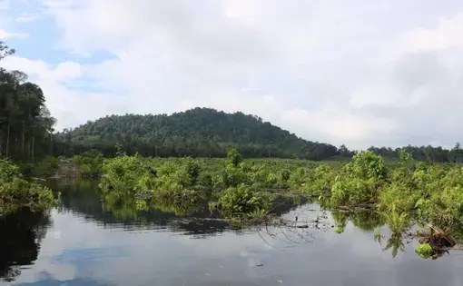 Hutan Pendidikan Universitas Tanjungpura memiliki tutupan hutan seluas 15.000 hektar, terdiri dari hutan lahan kering sekunder dan hutan rawa sekunder.