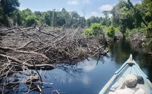 Kebakaran hutan dan lahan di kawasan hutan dengan tujuan khusus (KHDTK) Untan meninggalkan sisa. Pepohonan di kawasan hutan mengering dan mati.