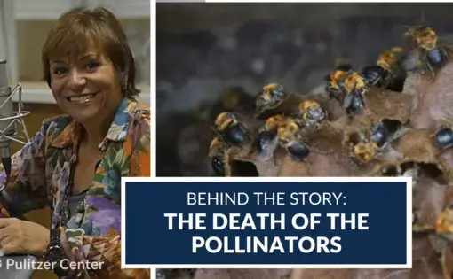Behind the Story: "The Death of the Pollinators," with Mara Régia di Perna.