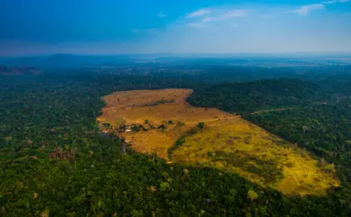 Pasture areas derived from illegal deforestation near the Menkragnoti Indigenous Land in Pará. Image by Marcio Isensee/Shutterstock. Brazil, date unknown. Pasture areas derived from illegal deforestation near the Menkragnoti Indigenous Land in Pará. Image by Marcio Isensee/Shutterstock. Brazil, date unknown.