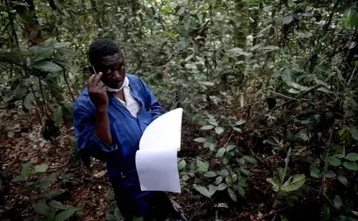 Bonobo tracker Nioka Monsiu monitors the great apes’ daily behavior. Image by Peter Yeung/The Los Angeles Times. Congo, 2020.