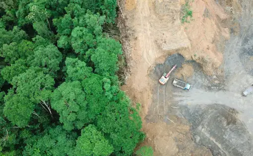 Rainforest in Borneo, Malaysia destroyed to make way for oil palm plantations. Image by Rich Carey/Shutterstock. Malaysia, date unknown.