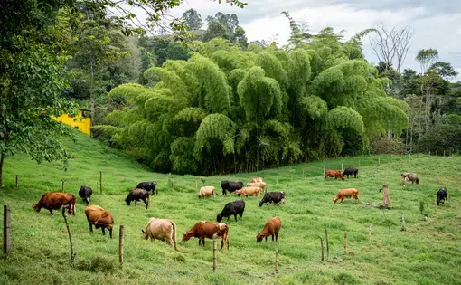 Cattle grazing in Colombia
