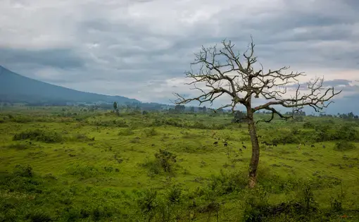 Virunga National Park. Image courtesy of Shutterstock. Democratic Republic of Congo, date unknown. Virunga National Park. Image courtesy of Shutterstock. Democratic Republic of Congo, date unknown.