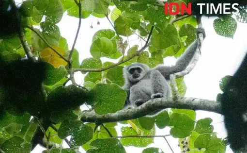 Photo by IDN Times/Dhana Kencana. Indonesia, 2020.