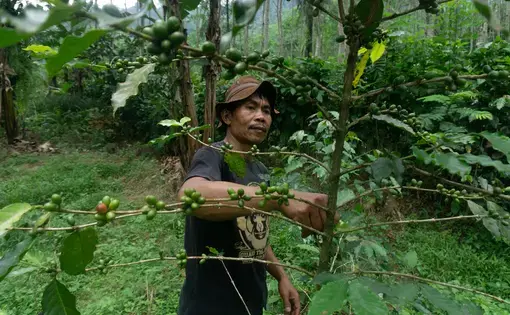 Farmer picks coffee beans from tree