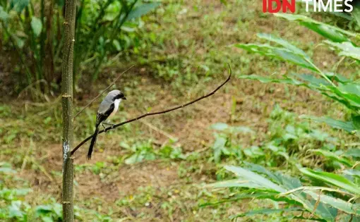 A population of rare ornamental birds called the Gray Bentet (Lanius schach), commonly known as Cendet, still exists in the Petungkriyono Forest. Image by Dhana Kencana/IDN Times. Indonesia, 2020.