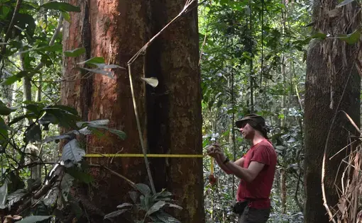 Wannes Hubau, a forest ecologist at the African Museum in Brussels, measures one of massive trees in a research plot at the Yangambi Research Station on the Congo River in the Democratic Republic of the Congo. He's using a foresters tape measure that converts the tree's circumference into the diameter, the figure he records on his data sheet.