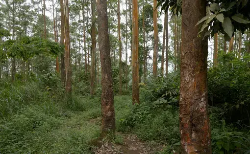 A forest with eucalyptus trees in Cameroon.