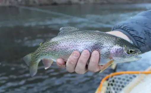 A trout at the Setzer Hatchery in Brevard. Emma Johnson / Carolina Public Press