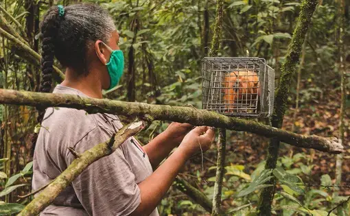Once captured, the researchers take samples from the tamarins and give them a vaccine before returning them to the forest. Image by Luiz Thiago de Jesus. Brazil, undated.